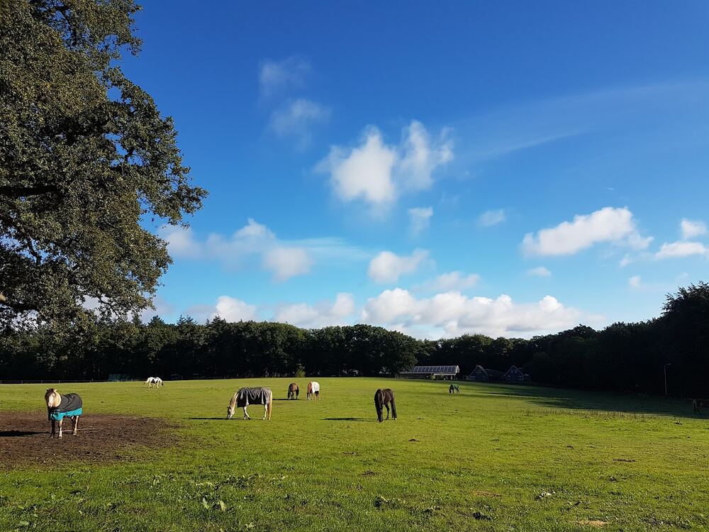 Totaaltuin-Arnhem-Over-Ons-Buitenleven Open groen veld met bomen aan de horizon, sfeerbeeld (h)eerlijk buitenleven Totaaltuin Arnhem