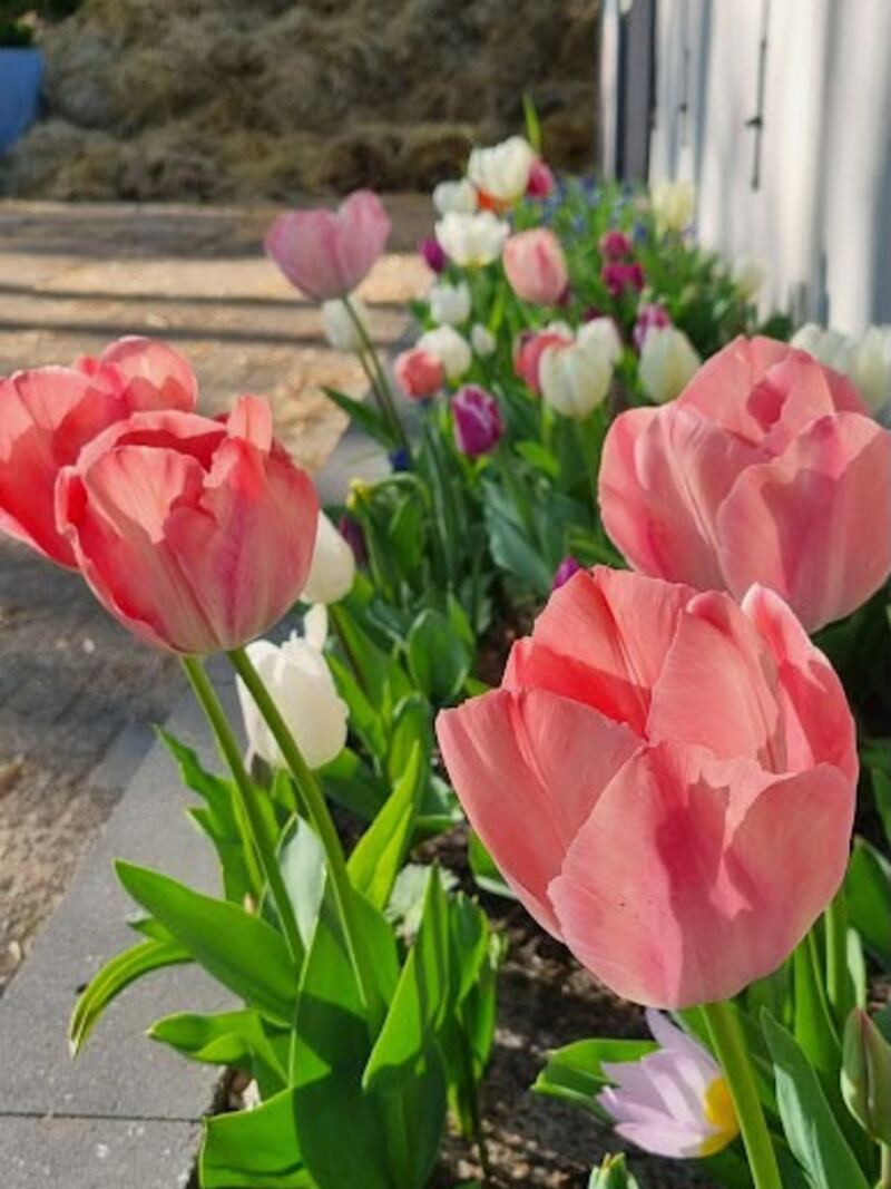 Bloemenweide met wilde bloemen en bomen, sfeerbeeld tuinaanleg Totaaltuin Arnhem
