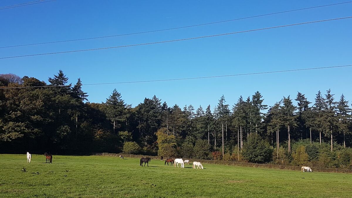 Totaaltuin-Arnhem-Tuinaanleg-Weide-Bomen Groene weide omsloten door dennenbomen, natuurlijke omgeving Totaaltuin Arnhem